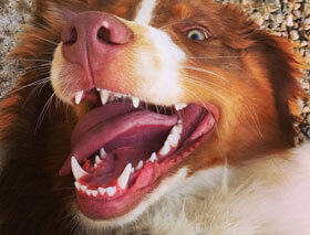 зубы собаки